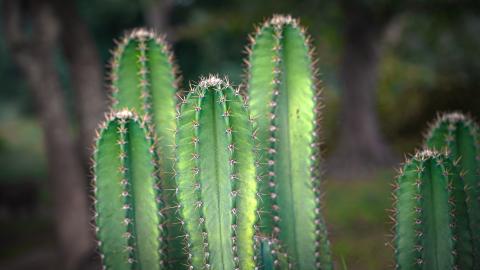 Close-Up of Green Cactus with Spines